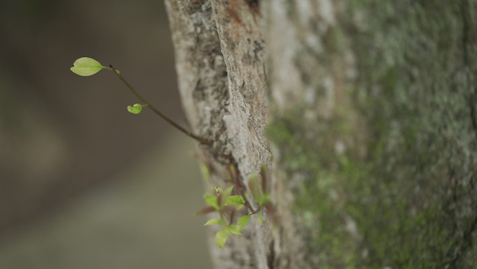 绿色 植物 发芽