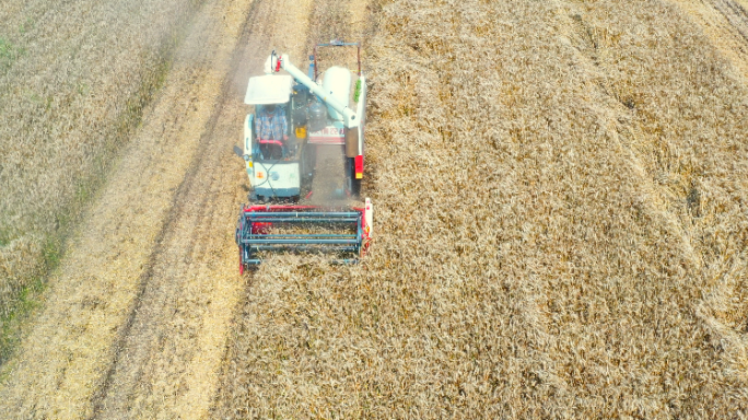 航拍小麦丰收收割机