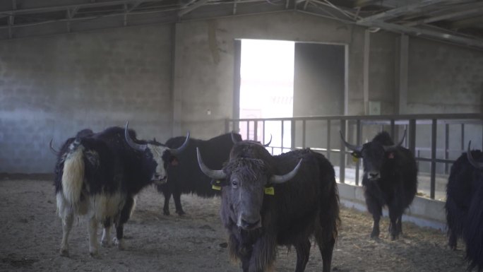 养殖经济 肉类经济 肉牛经济养殖带动就业
