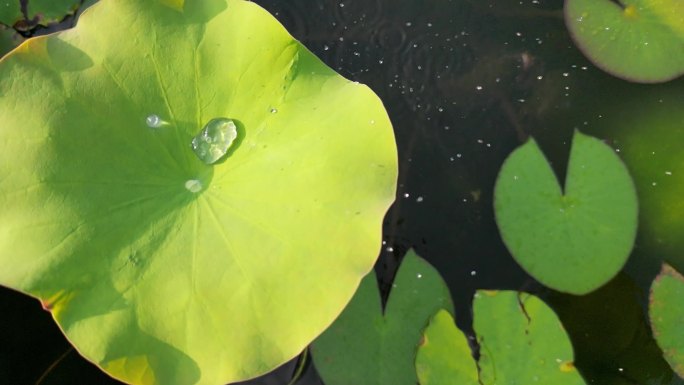 荷叶水分子光影  水珠翻滚滑落