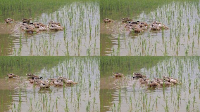 鸭子在乡村的稻田里觅食