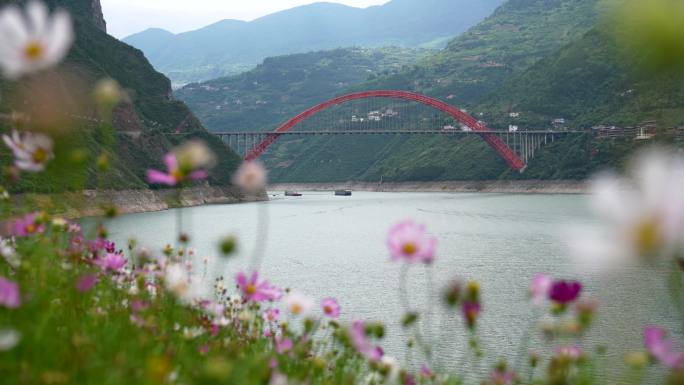花映长江巫峡口