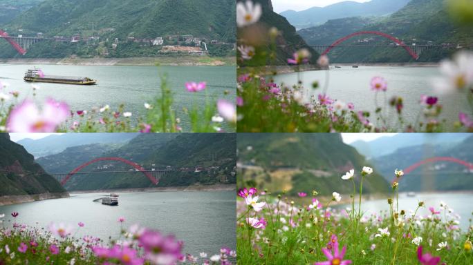 花映长江巫峡口