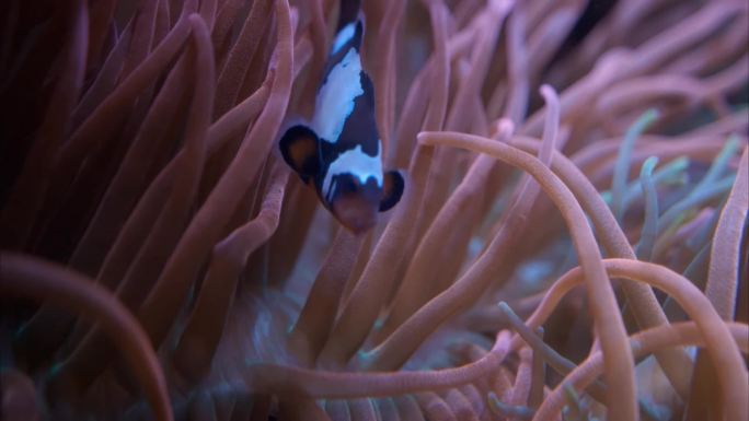 海底世界珊瑚鱼