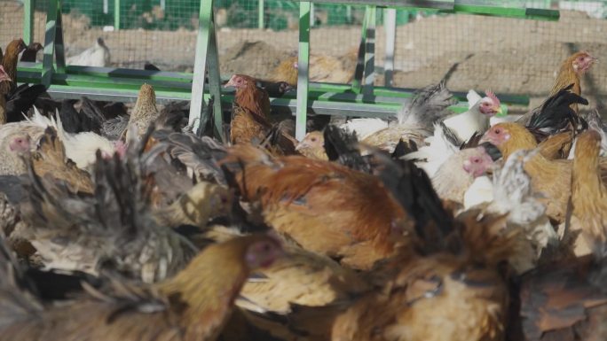 禽类养殖 公鸡 母鸡 鸡吃食 养殖场