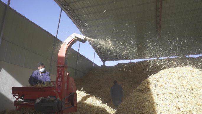玉米秸秆利用 草料 饲料生产 草垛
