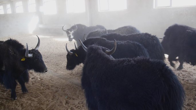 肉牛 饲养 畜牧业 养殖场 黑牛 草料