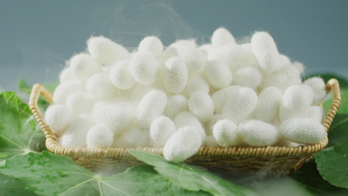 蚕茧蚕丝蚕蛹缫丝丝绸文化