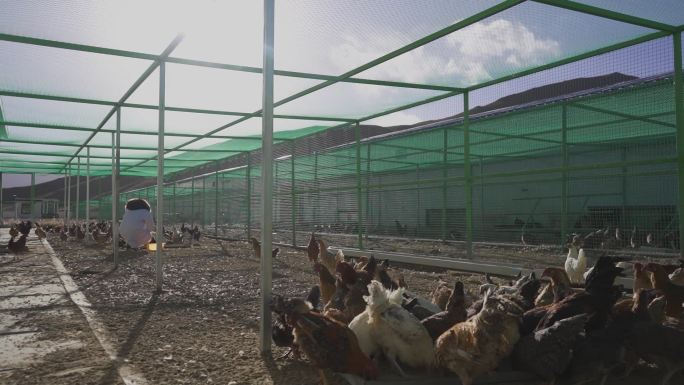 人工养殖 家畜 肉鸡 母鸡 畜牧业养殖业