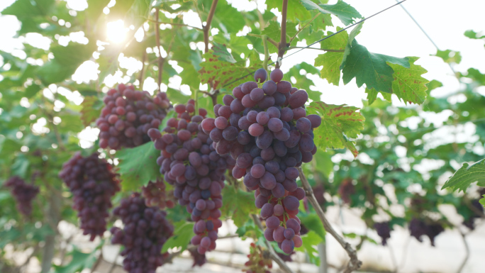 葡萄种植 葡萄大棚 提子葡萄园采摘