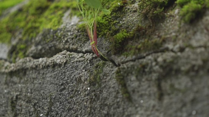 绿色植物裂缝石墙