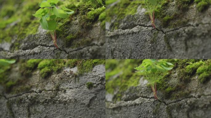 绿色植物裂缝石墙