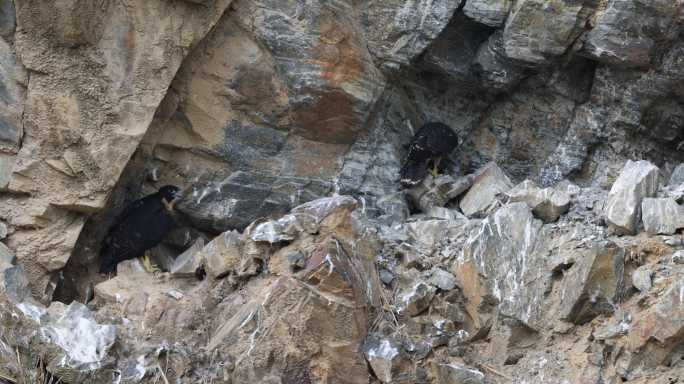 两只幼鹰在悬崖峭壁间的巢穴里