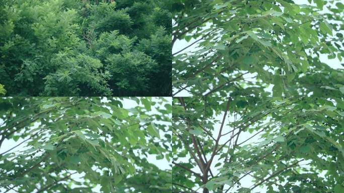 树叶空镜头 FX6