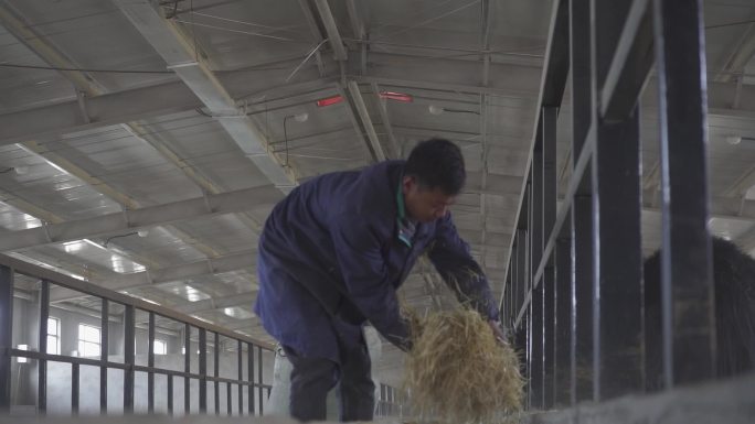 养殖场里吃饲料 家畜 牛 动物 草 草料