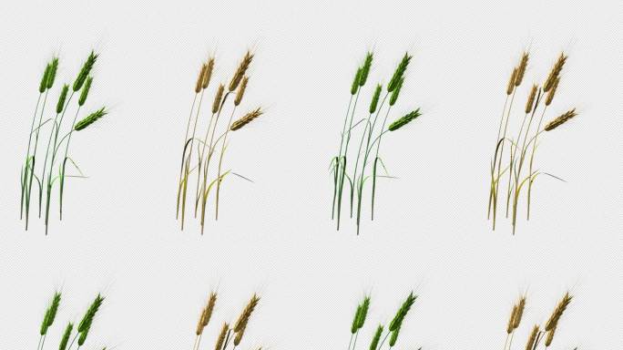 麦子 小麦 丰收 麦穗 麦田 透明