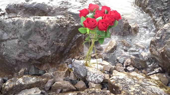 海边玫瑰花C0262