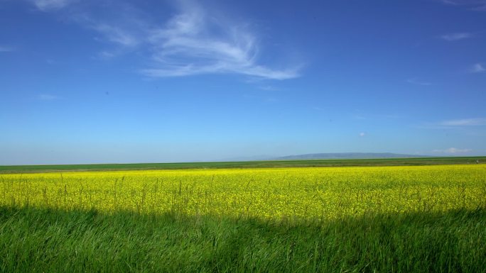 野外成片油菜花