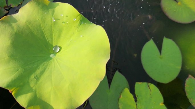 荷叶水分子光影  水珠翻滚滑落