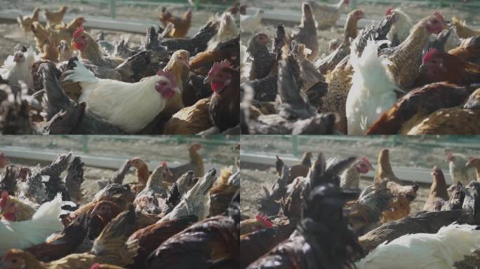 生态养殖 养殖场高科技养鸡场 农村养鸡