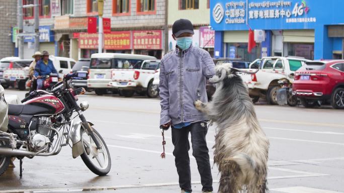 疫情 户外 街道 路边 买了一只羊