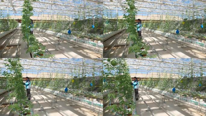 西瓜熟了 成熟 水果 标准化农业