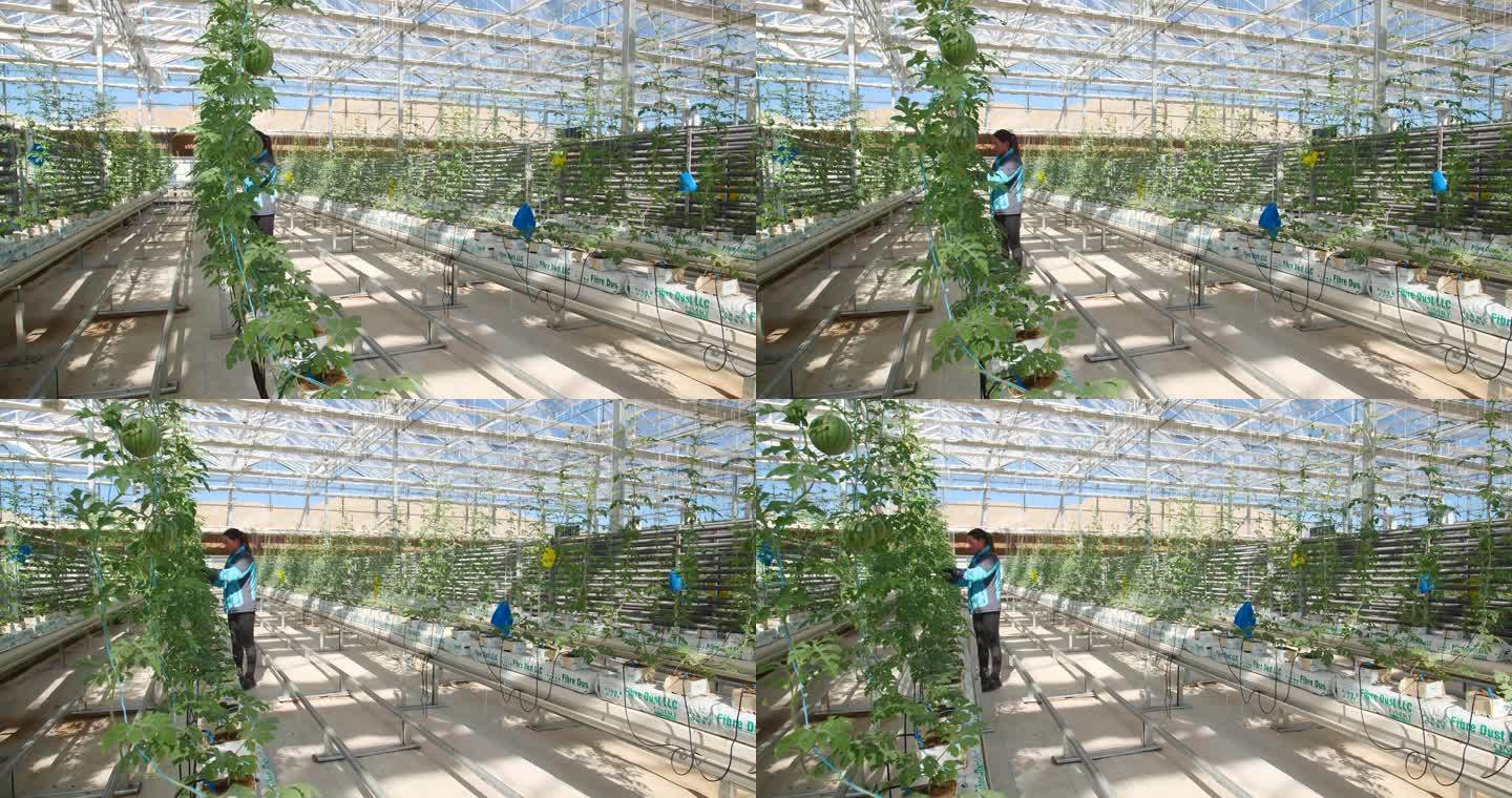 西瓜熟了 成熟 水果 标准化农业