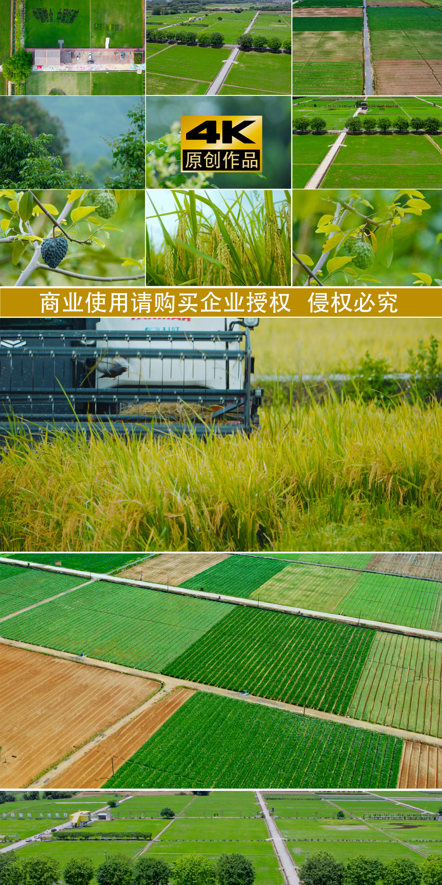 水稻 农业发展乡村振兴农田种植美丽农村