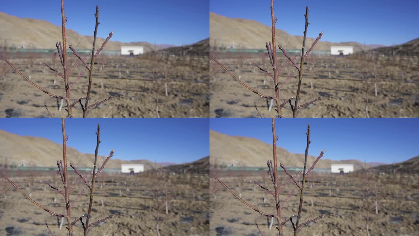 农业 三农农种桃子 西藏农业创收