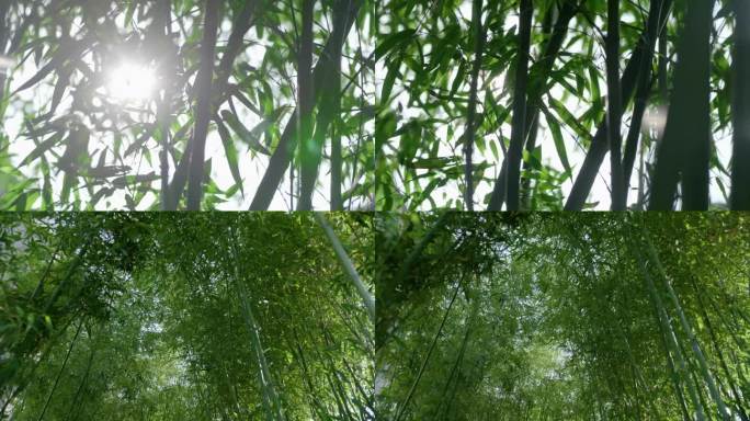 阳光穿过竹林天然氧吧公园竹林风景