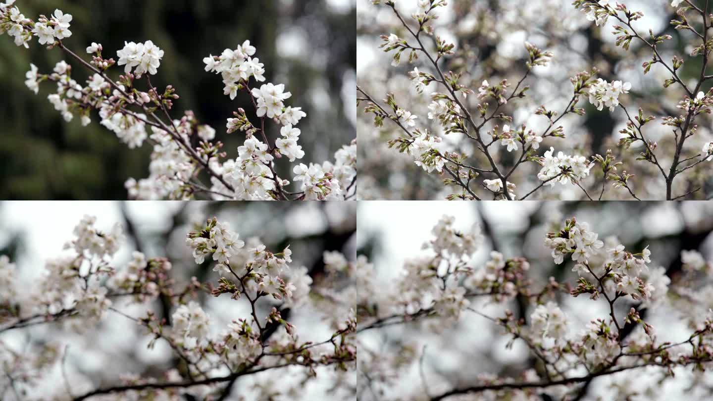 武汉大学盛开的樱花 组镜