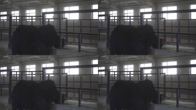 畜牧业 饲养黑牦牛  养殖业 养牛场