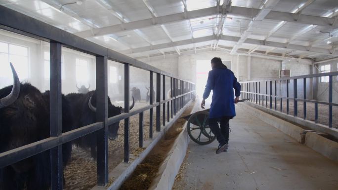 肉类经济 肉牛经济 养殖带动就业