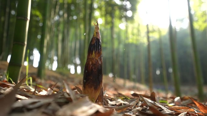 雷笋破土而出2