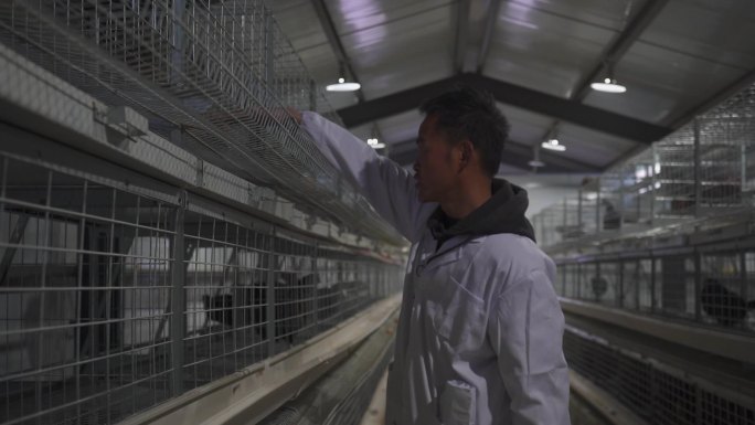 养鸡厂 养殖场 母鸡 土鸡 饲养鸡