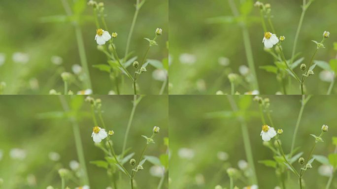 蝴蝶花丛起飞野花户外生机勃勃