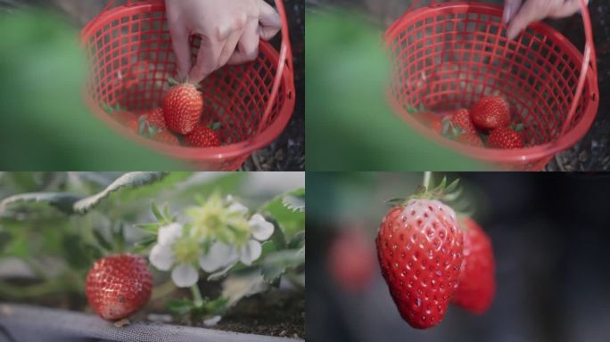 草莓 采摘