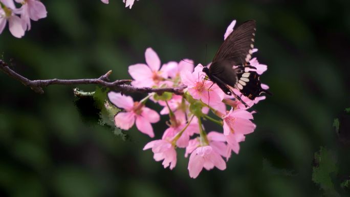 夏日的花草