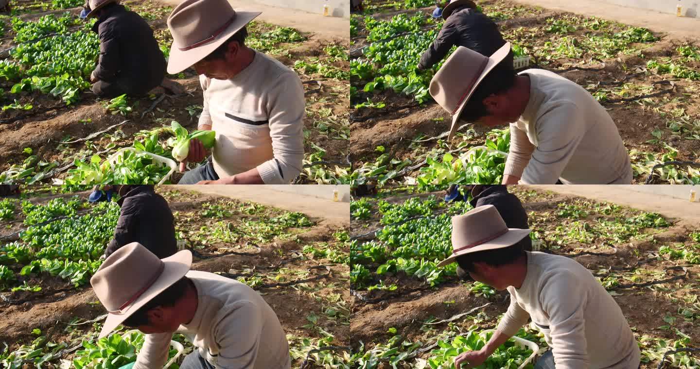 蔬菜种植 蔬菜种植 上海青 大棚蔬菜