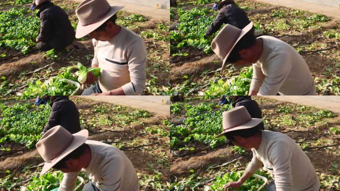 蔬菜种植 蔬菜种植 上海青 大棚蔬菜