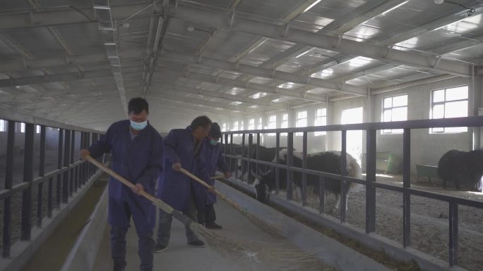 西藏 拉萨市 草牧业 牛养殖 牧业
