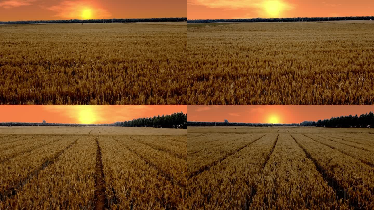 朝阳下金黄的小麦
