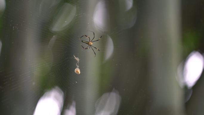 竹林 大自然 蜘蛛 蜘蛛觅食 蜘蛛织网