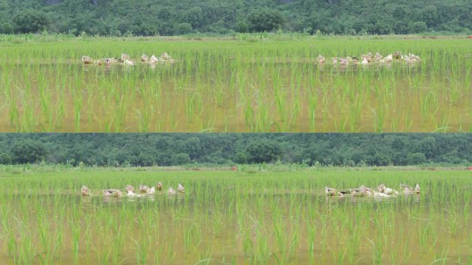 鸭子在乡村的稻田里觅食