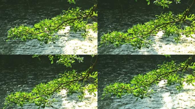 波光粼粼水面 河边小叶榄仁 绿树叶 夕阳