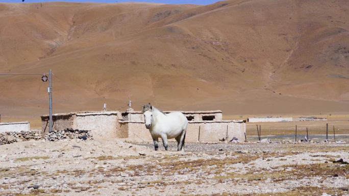 高原扶贫地区 西藏尼玛县地区 土地沙漠化