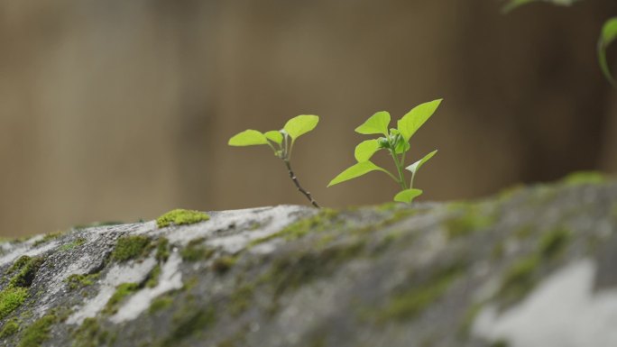 绿芽 升格100帧