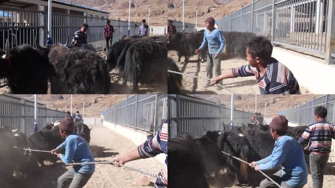 西藏牦牛合作社 农业 厂房 养牛 牛场