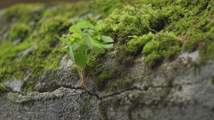 绿色植物裂缝石墙