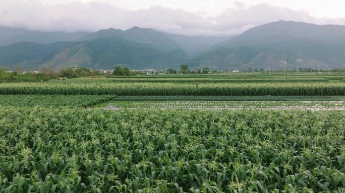 【5K】玉米种植，农田耕地，万亩农田航拍